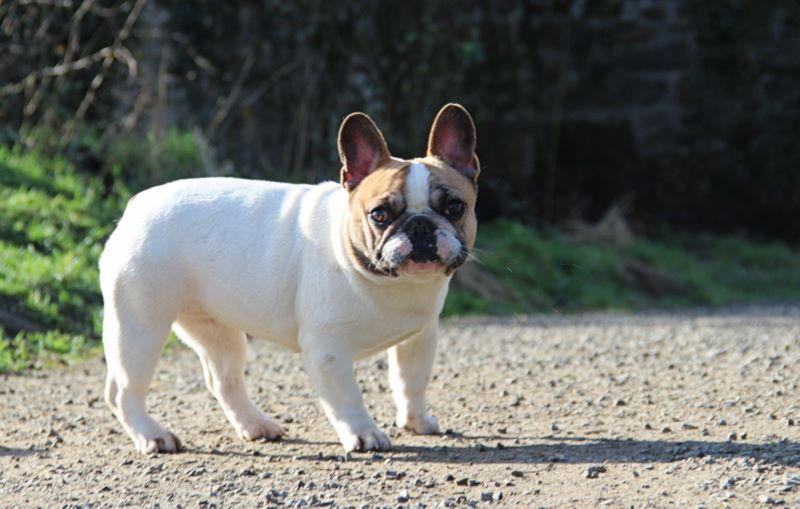 My cherry on the cake Des Mystères Et Bulldoghome