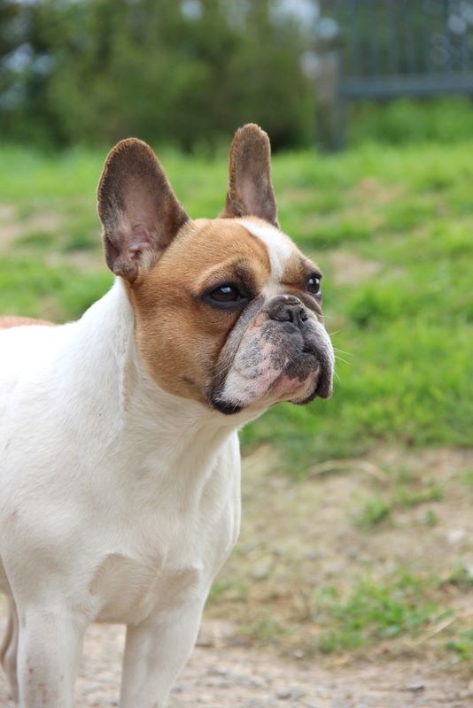 Miss voo doo Des Mystères Et Bulldoghome