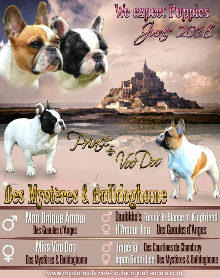 Des Mystères Et Bulldoghome - Bouledogue français - Portée née le 31/05/2018