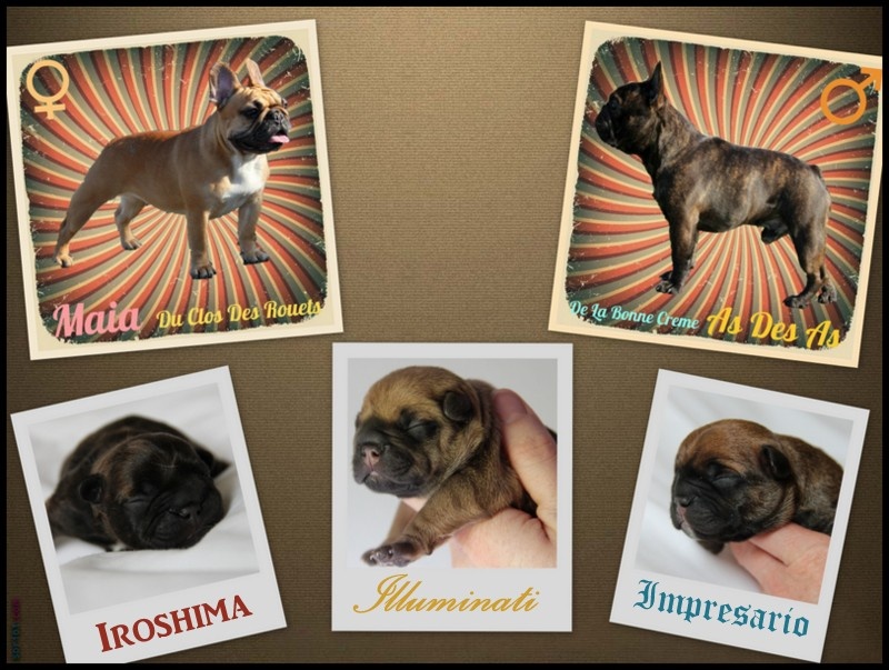 Des Mystères Et Bulldoghome - Bouledogue français - Portée née le 26/06/2013